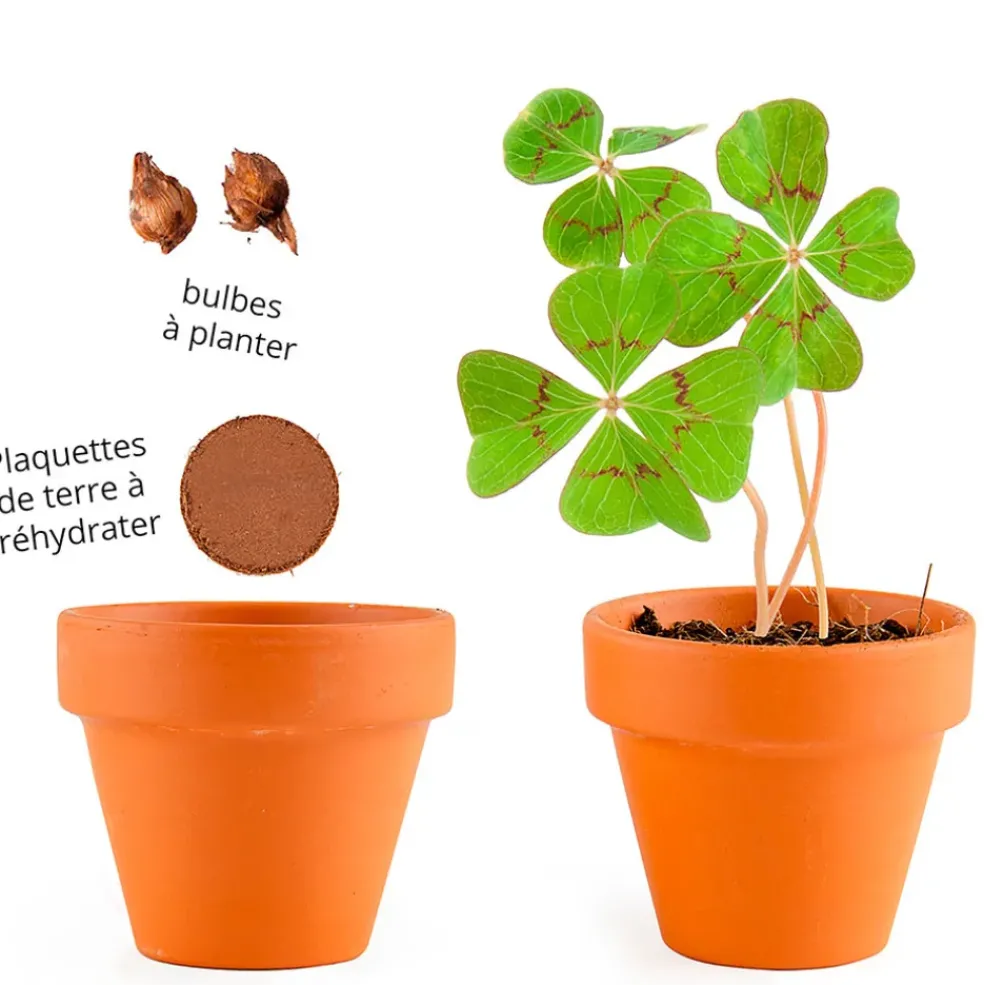 Mini kit d6cm terre cuite trèfle 4 feuilles