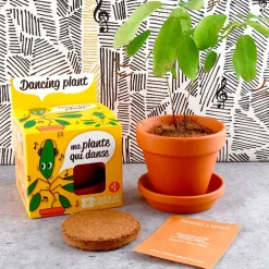 Pot d8cm avec coupelle plante qui danse